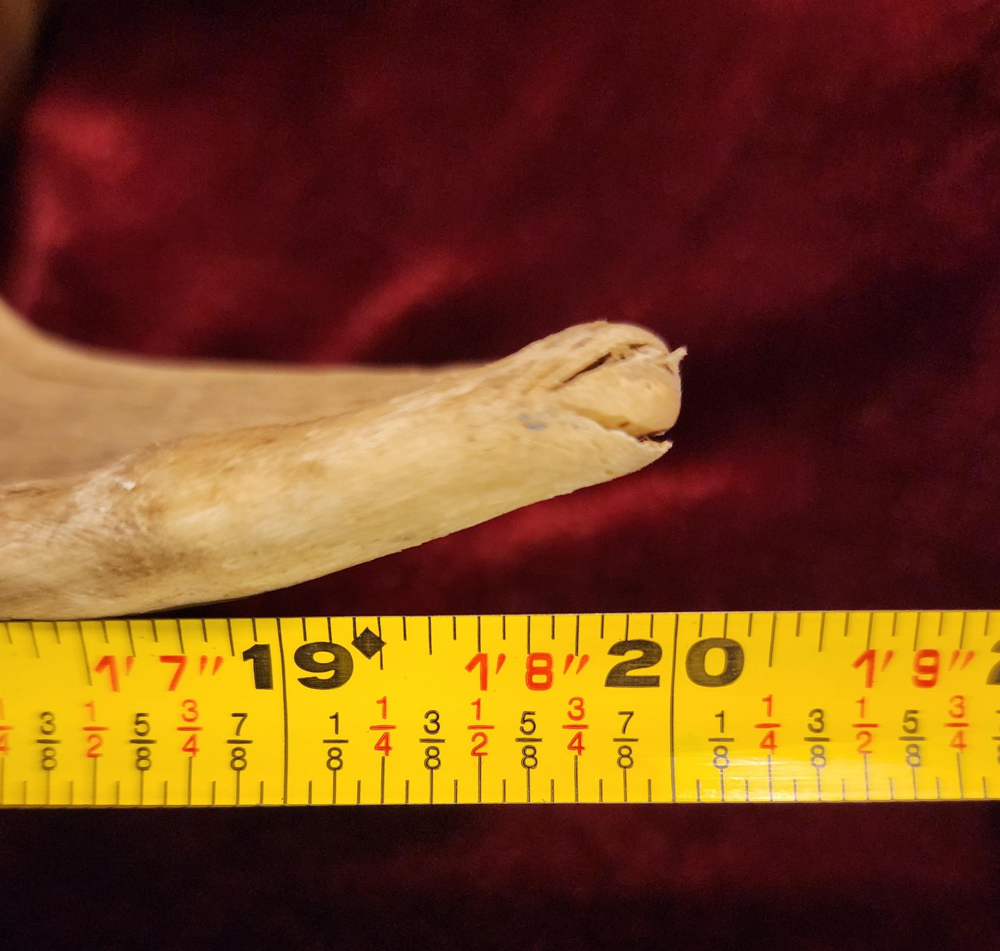 Authentic Ram Skull