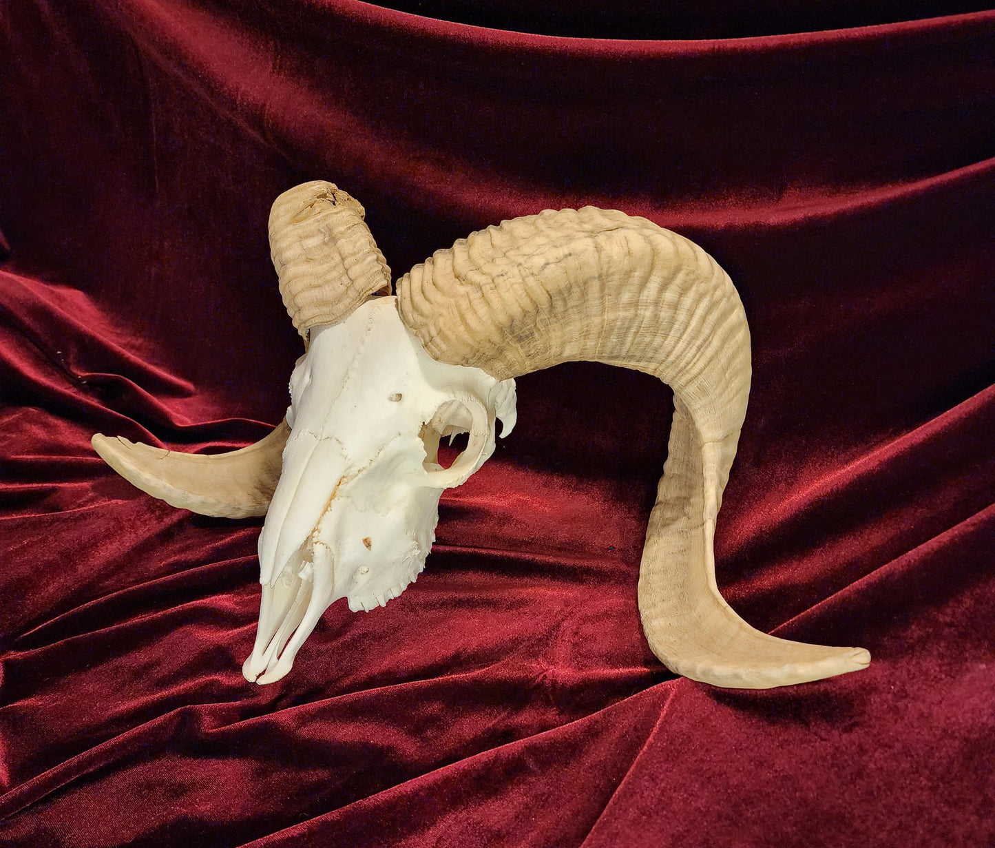Authentic Ram Skull