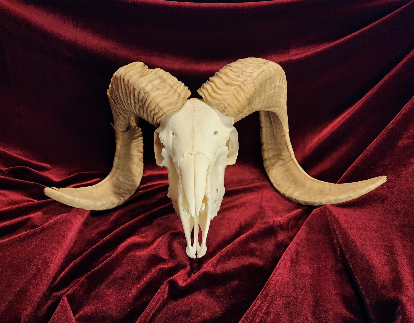 Authentic Ram Skull