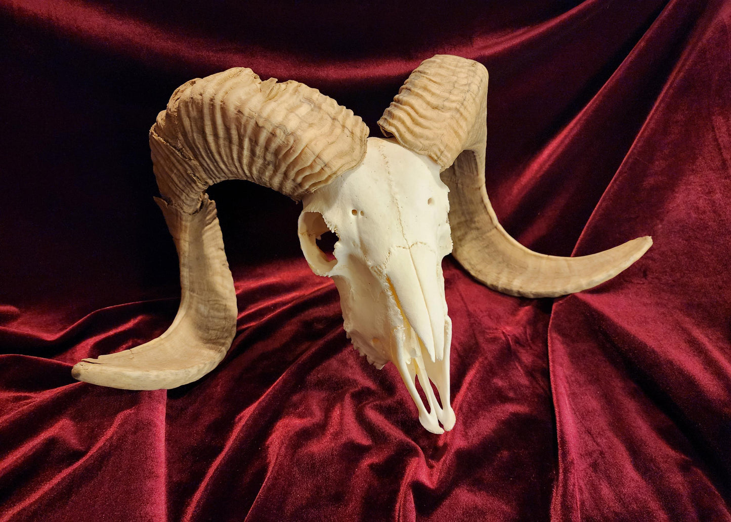 Authentic Ram Skull
