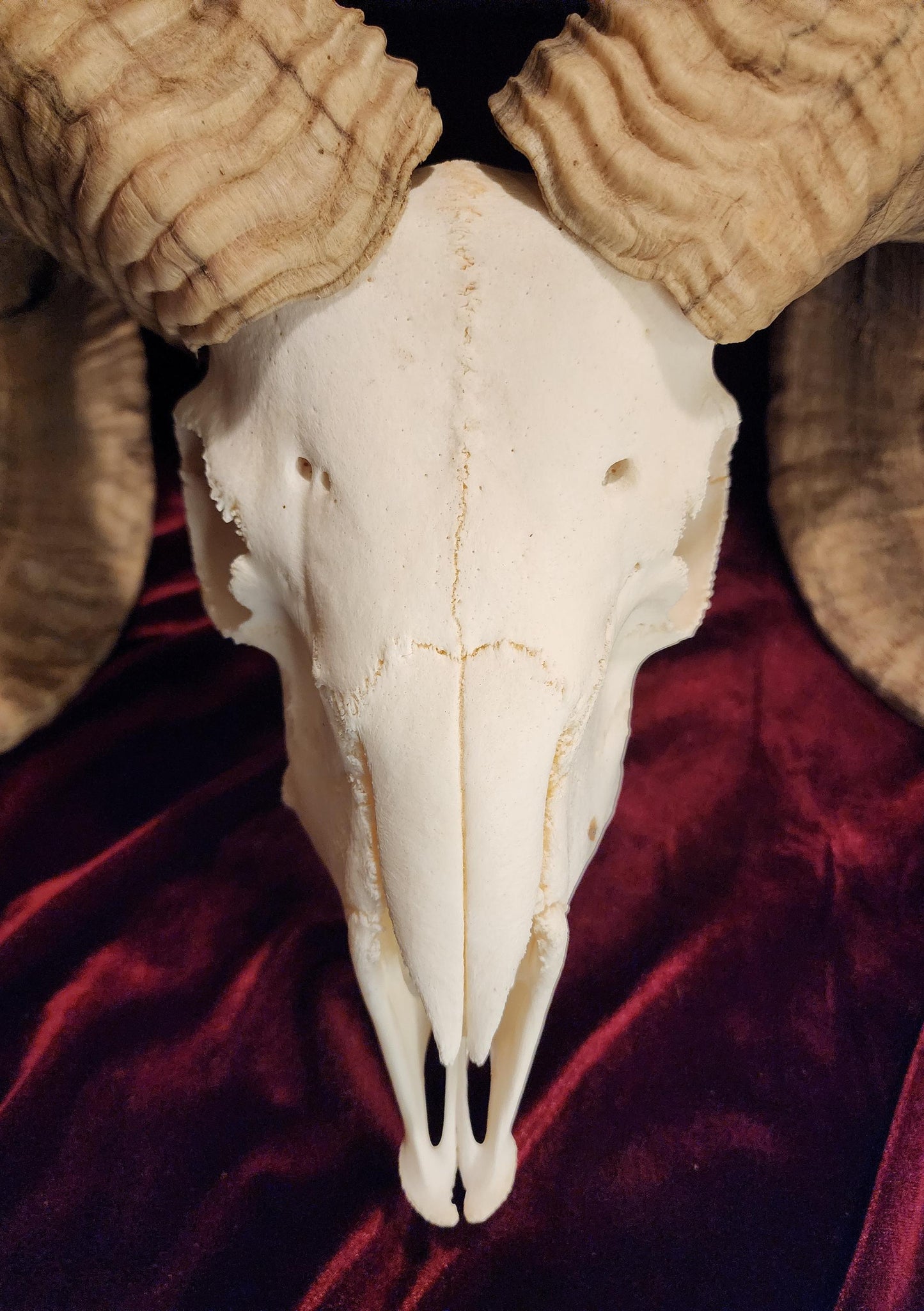 Authentic Ram Skull
