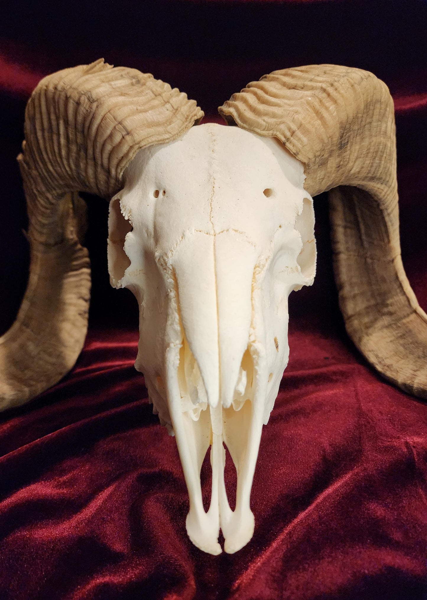 Authentic Ram Skull