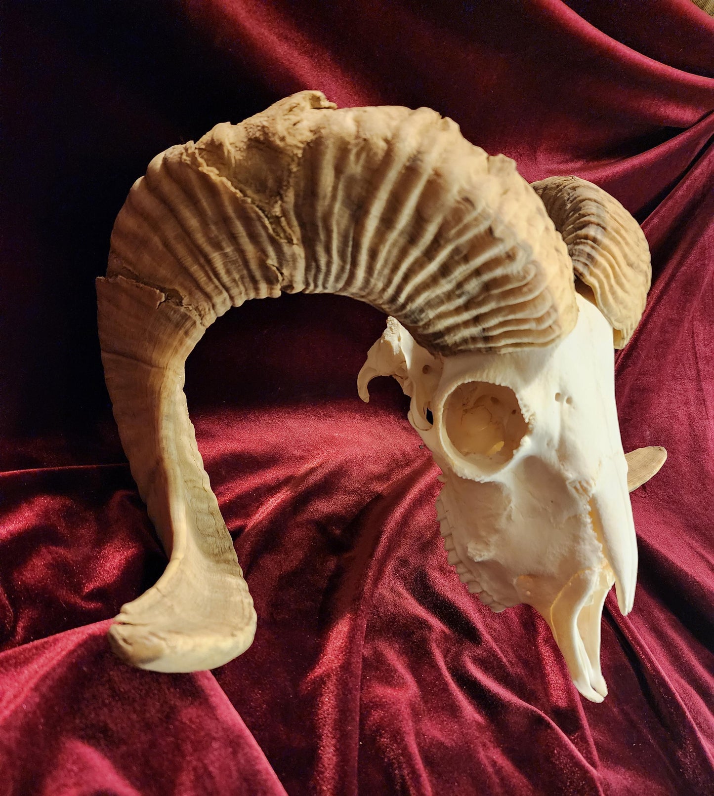 Authentic Ram Skull