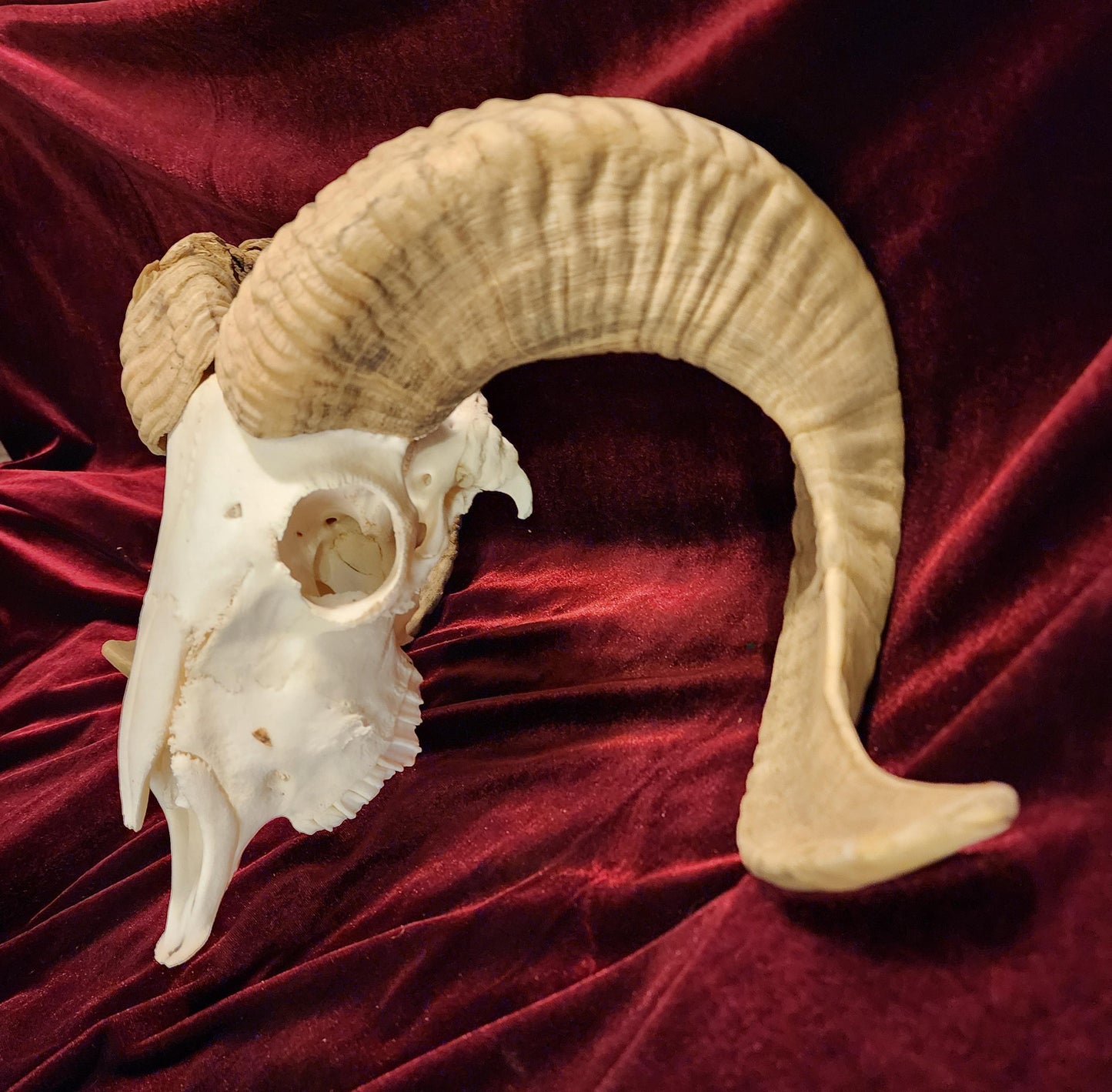 Authentic Ram Skull