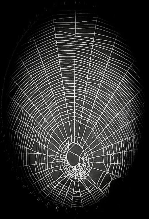 Real Preserved Spiderweb