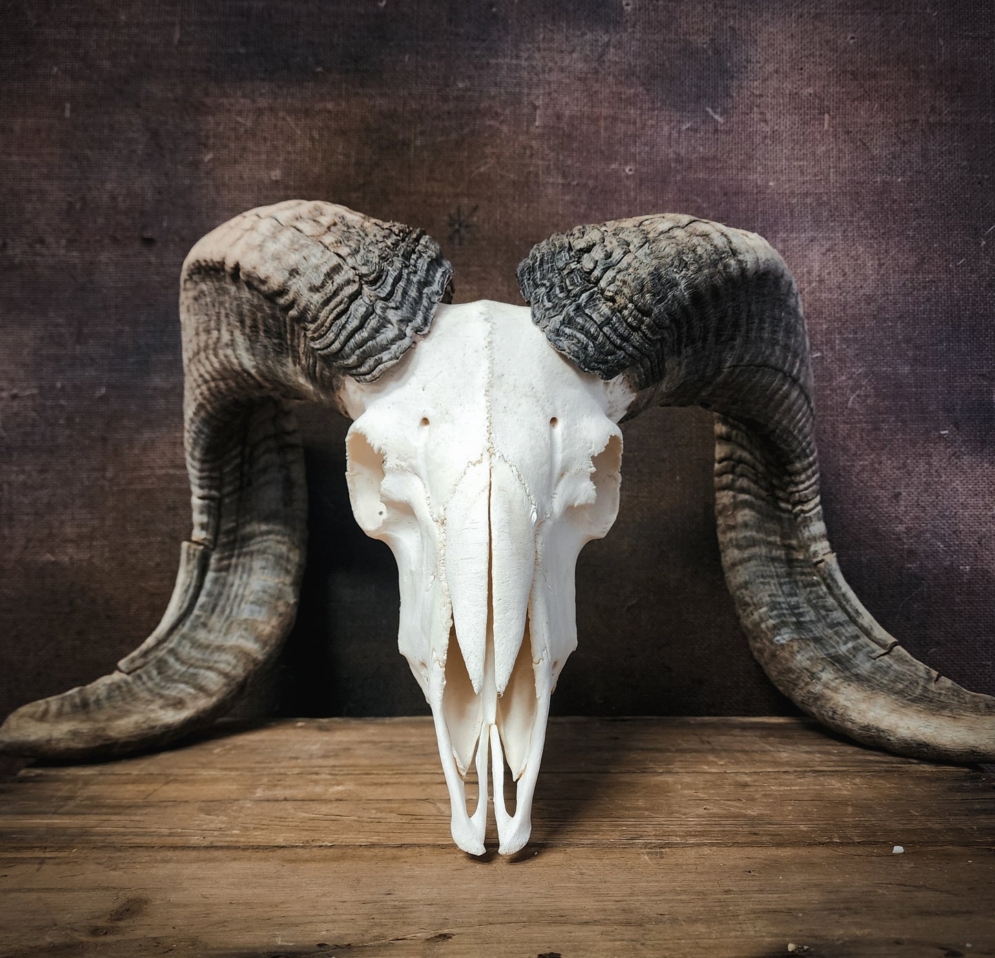Authentic Ram Skull