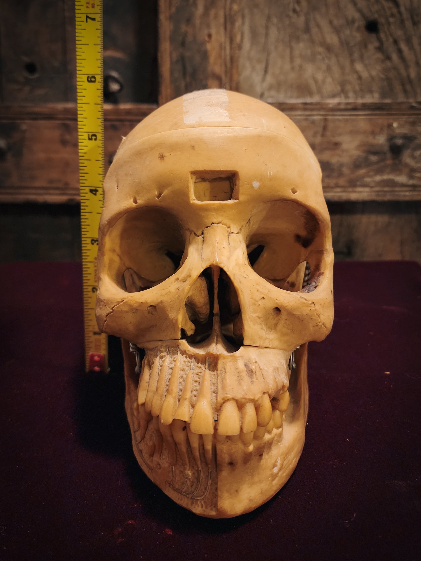 Vintage Replica Medical Skull Model