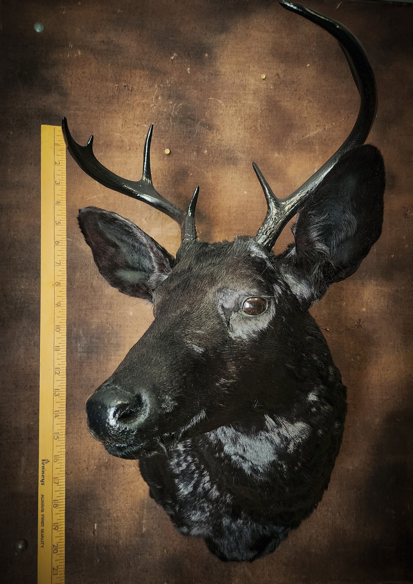 Black Deer Taxidermy Mount