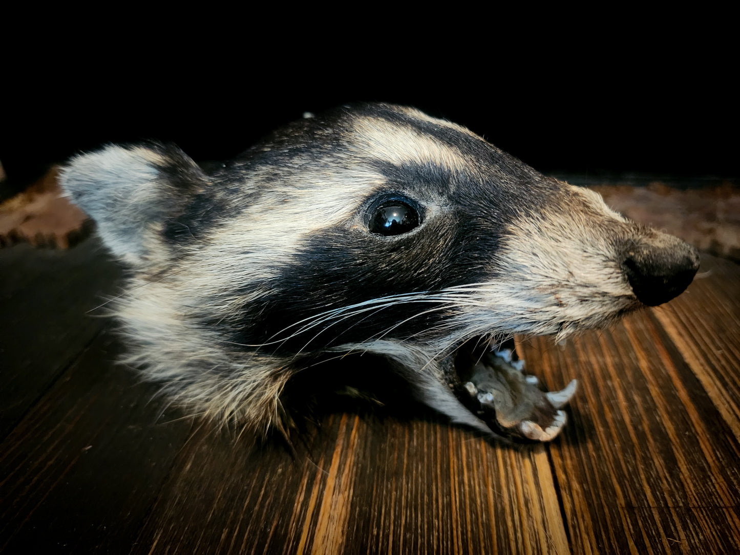 Mummified Raccoon Head