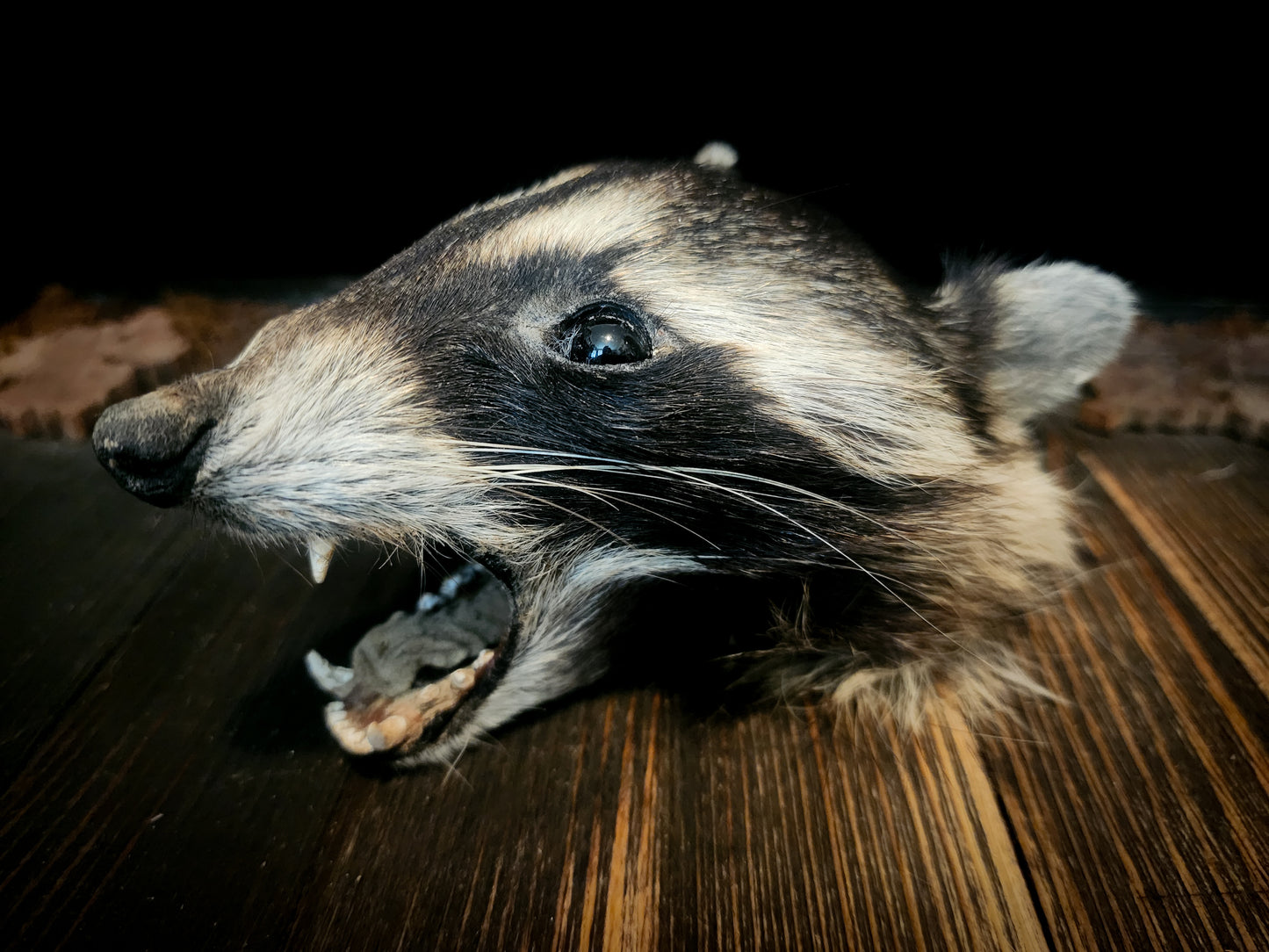Mummified Raccoon Head