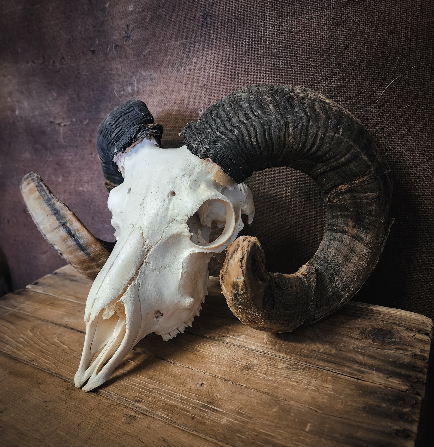 Authentic Ram Skull