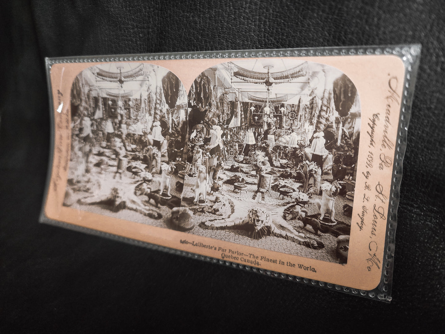1899 Fur Parlor Stereoview Photo