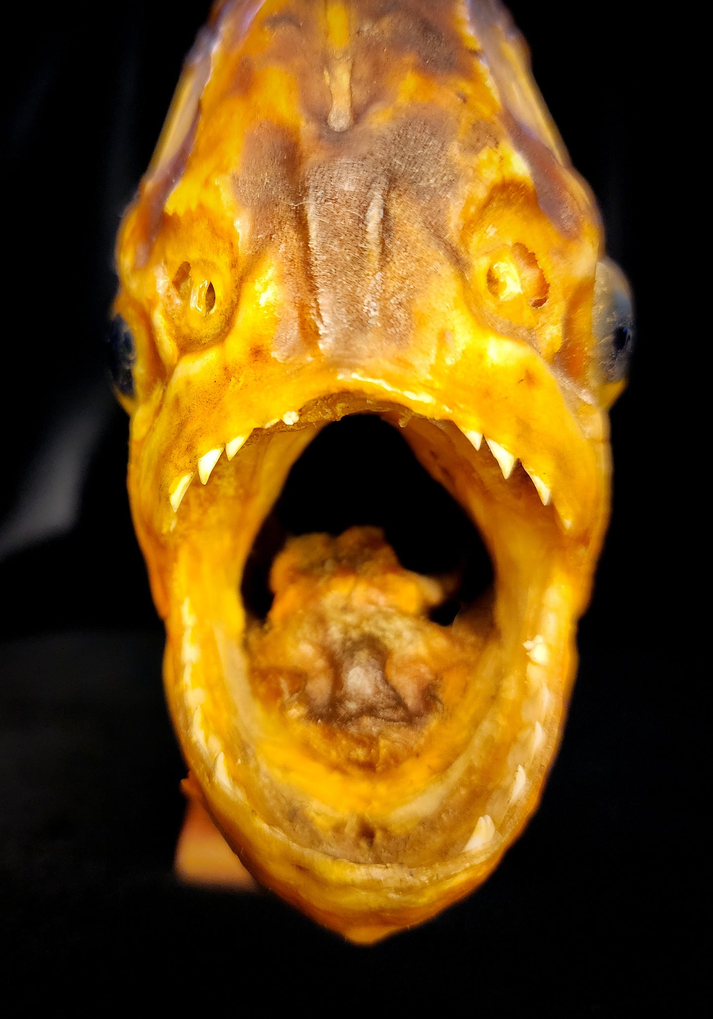 Large Vintage Taxidermy Piranha