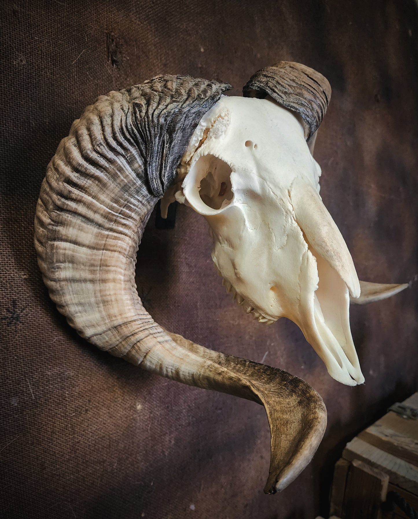 Unusual Ram Skull, Real Bone/Horns
