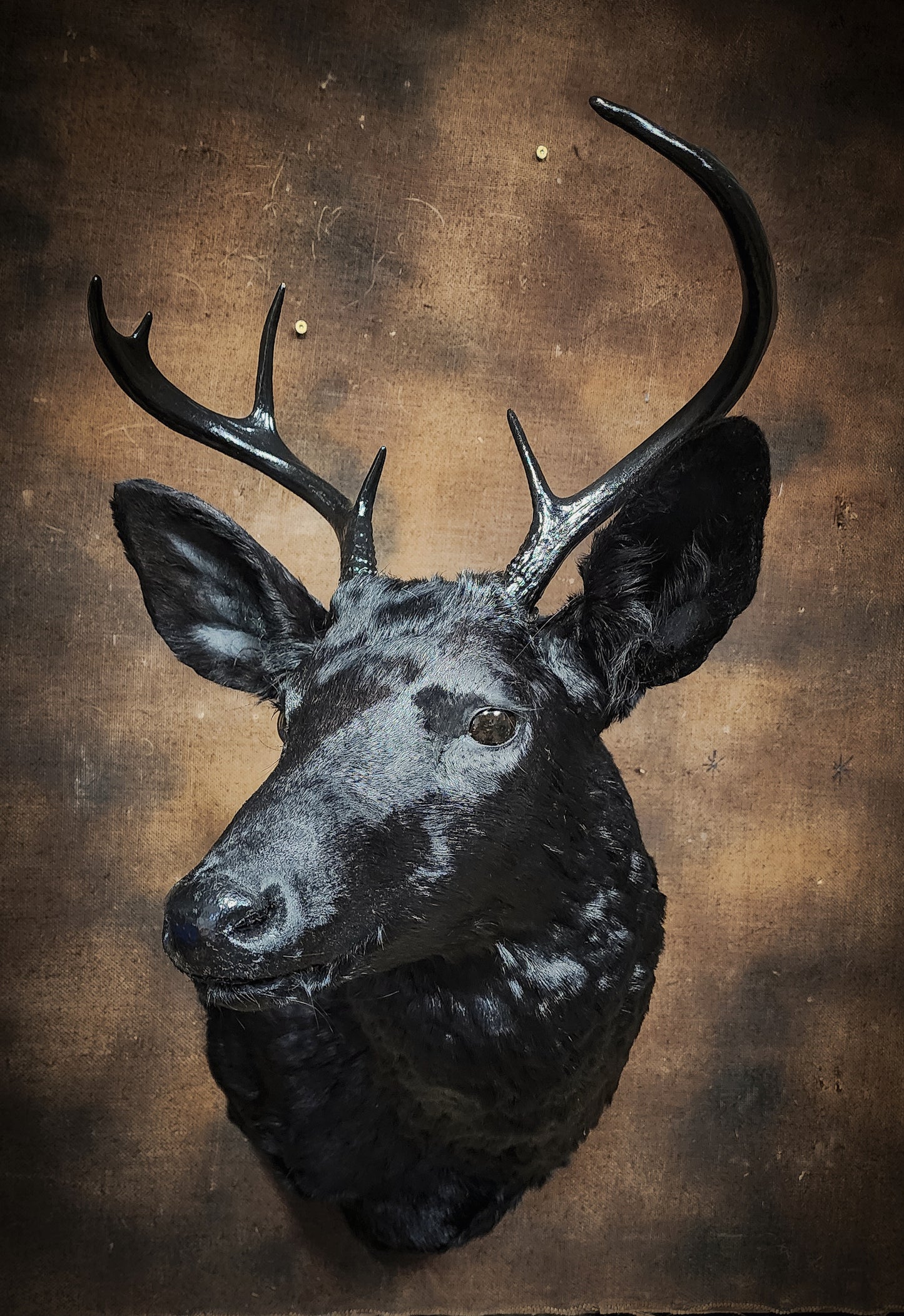 Black Deer Taxidermy Mount