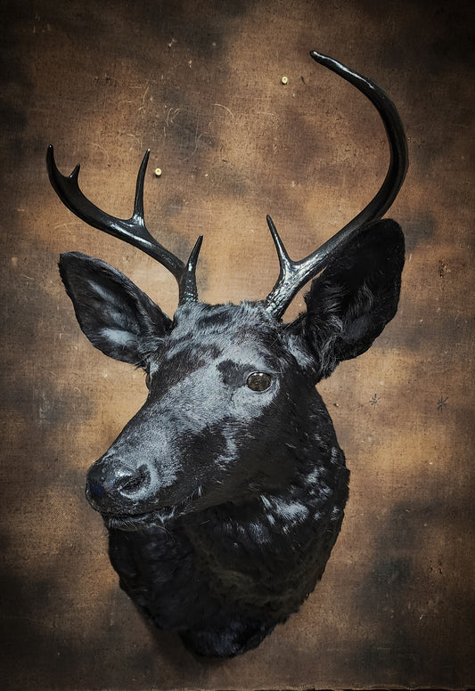 Black Deer Taxidermy Mount