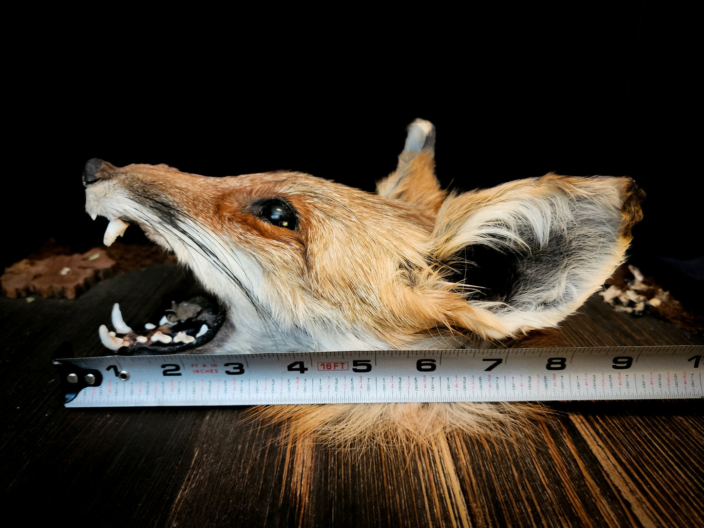 Mummified Fox Head