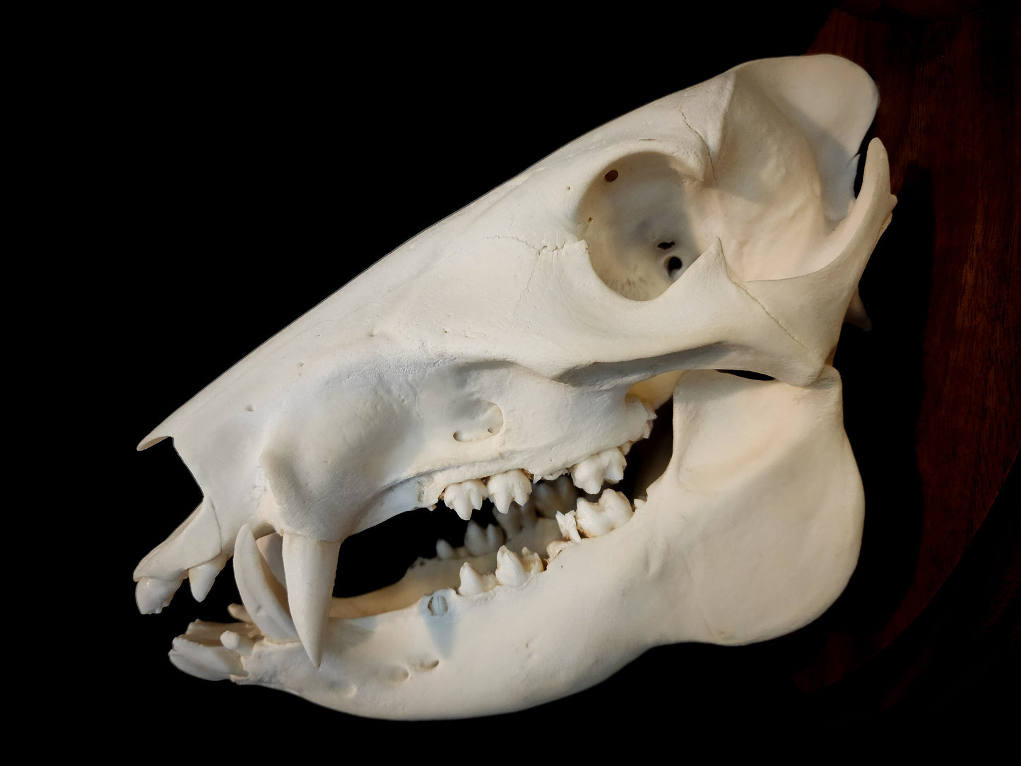 Javelina Skull Mount, Real Bone