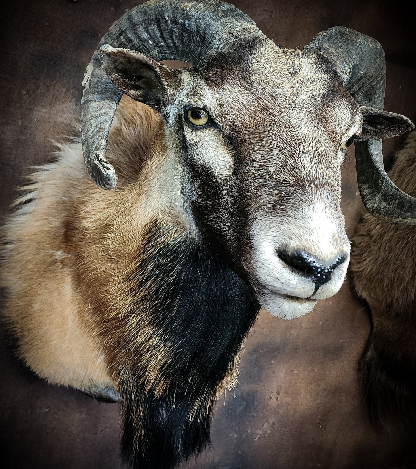 Ram Taxidermy Shoulder Mount