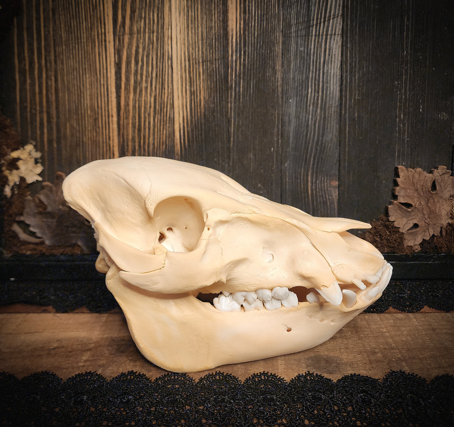 Hog Skull, Real Bone