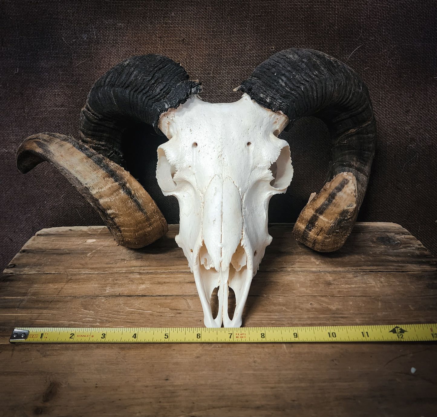Authentic Ram Skull