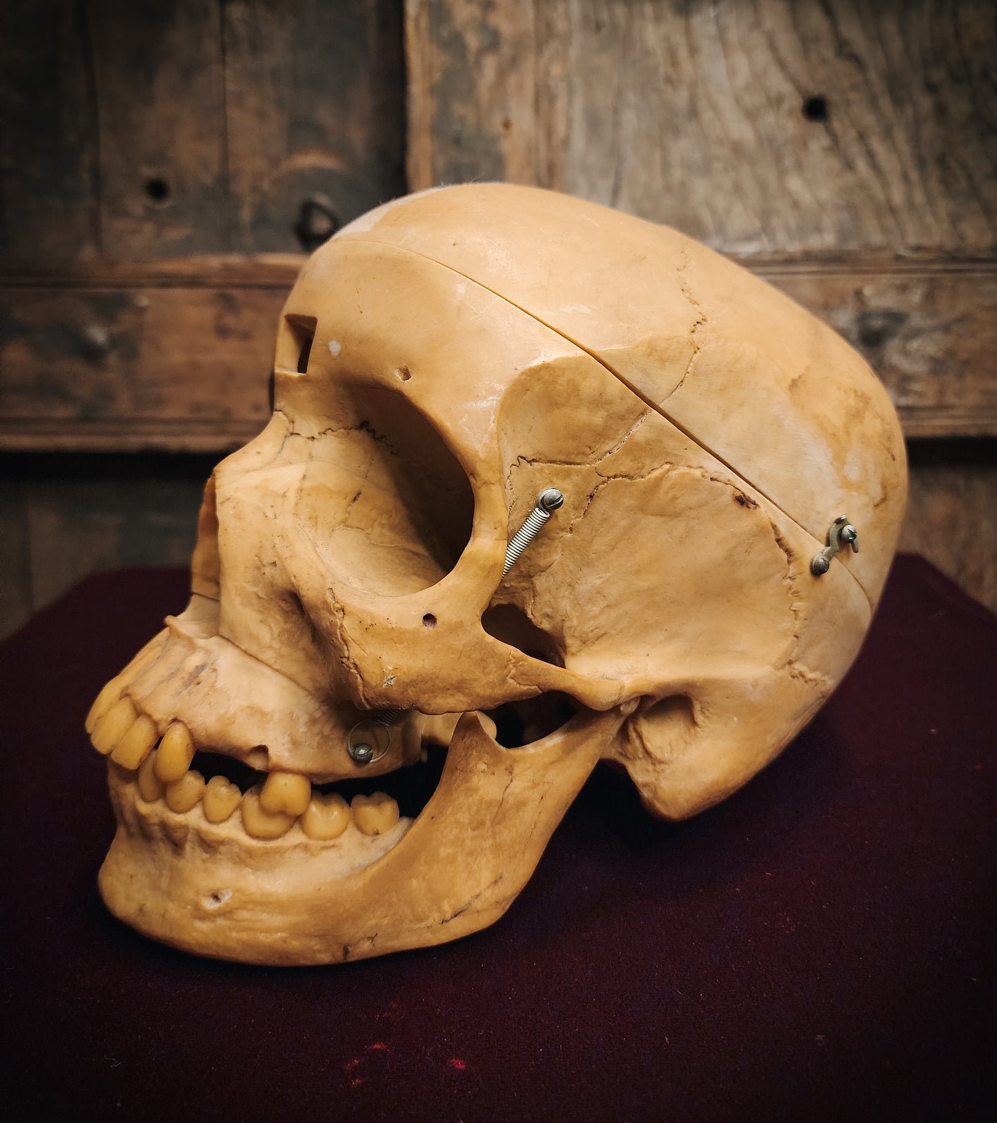 Vintage Replica Medical Skull Model