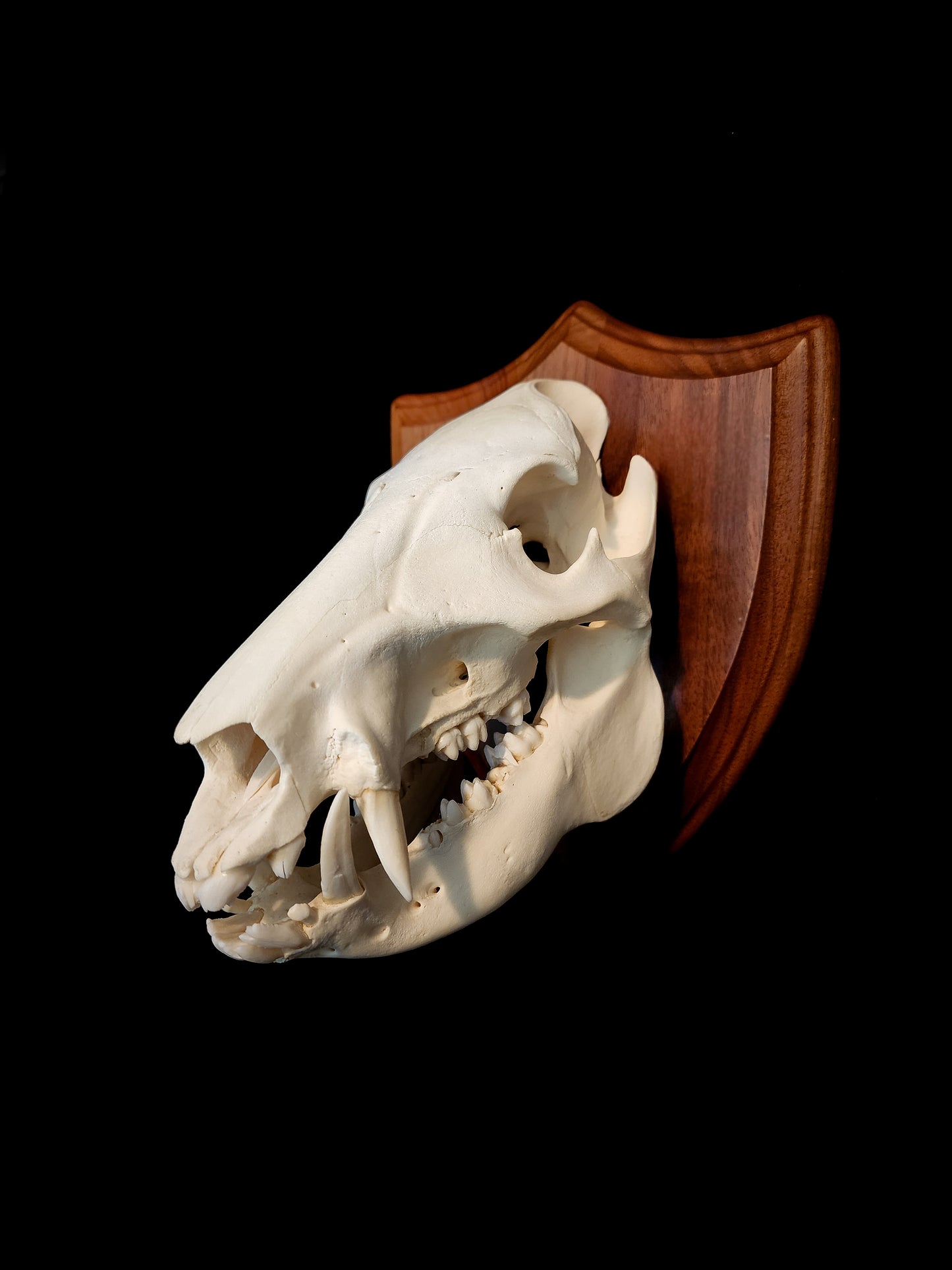 Javelina Skull Mount, Real Bone