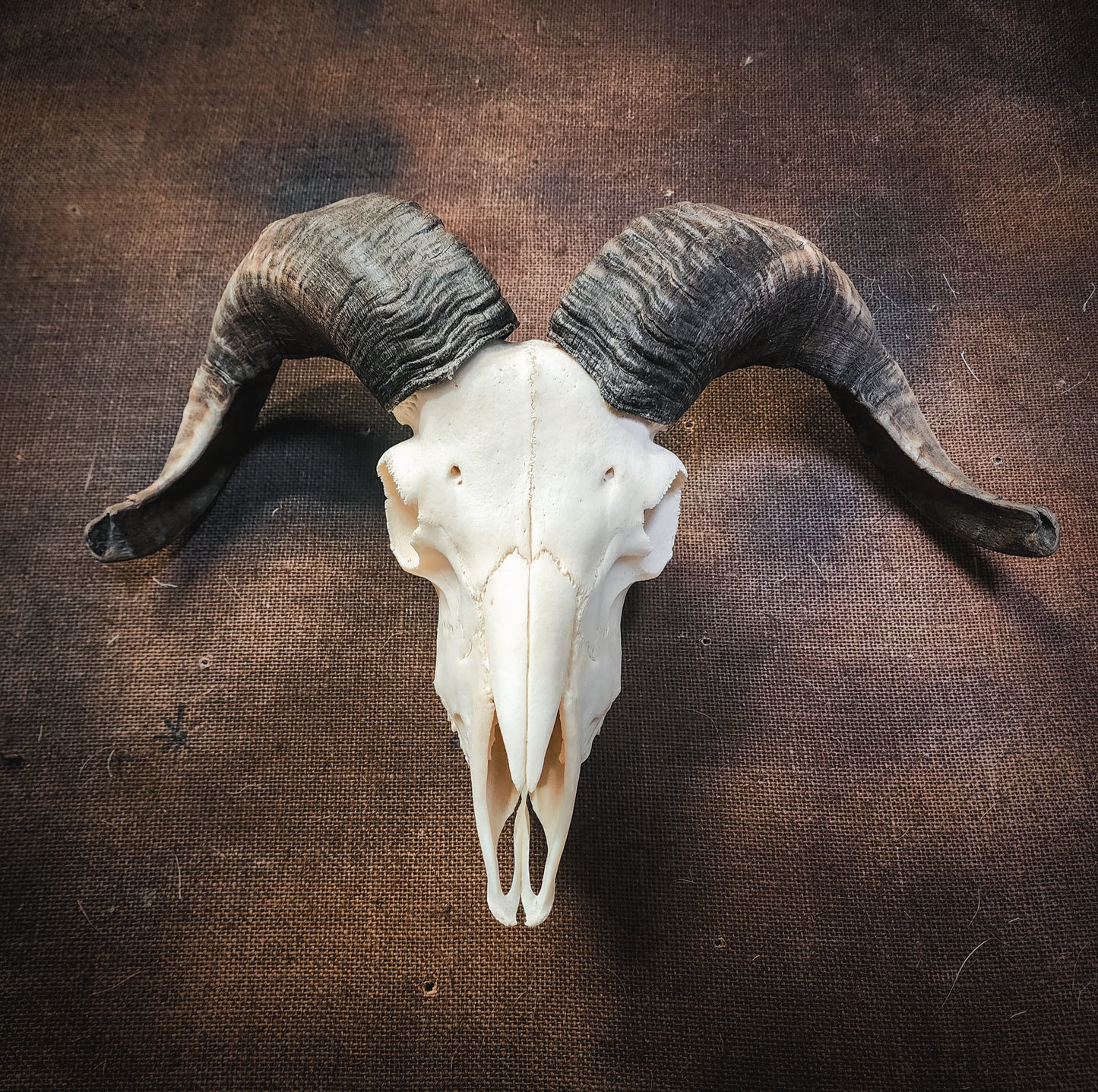 Authentic Ram Skull