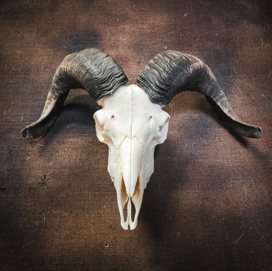 Authentic Ram Skull