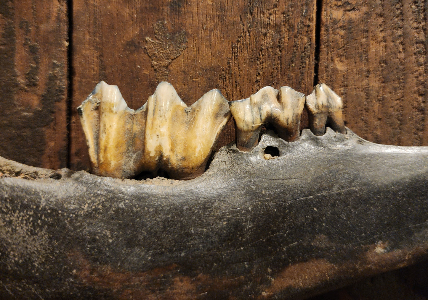 Fossilized Bison Mandible