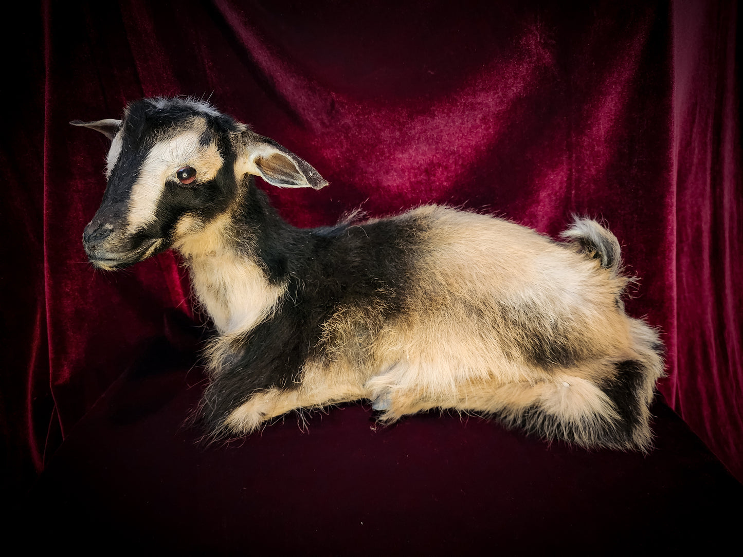 Full Body Baby Goat Taxidermy Mount