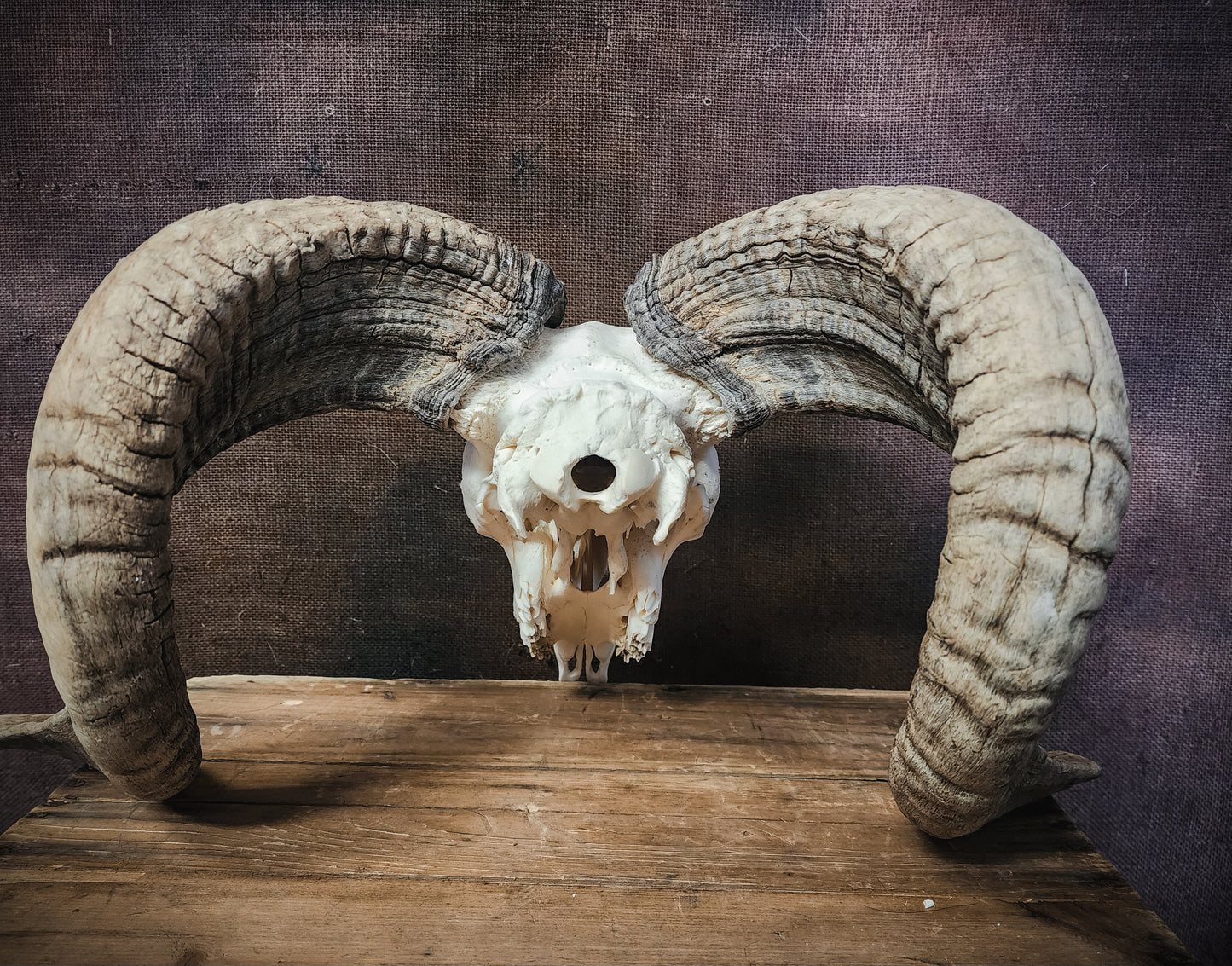 Authentic Ram Skull