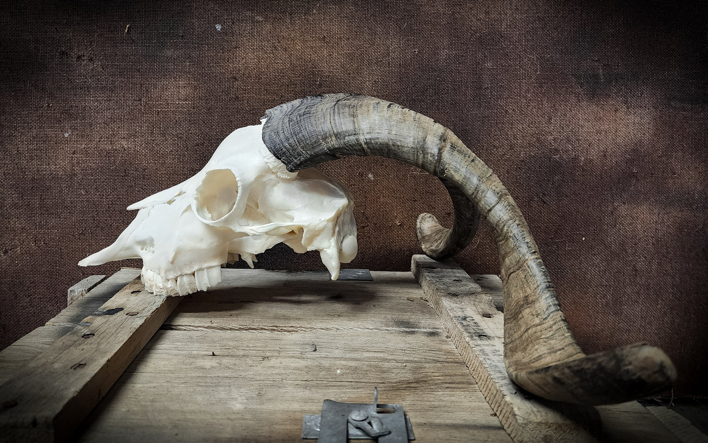 Authentic Goat Skull