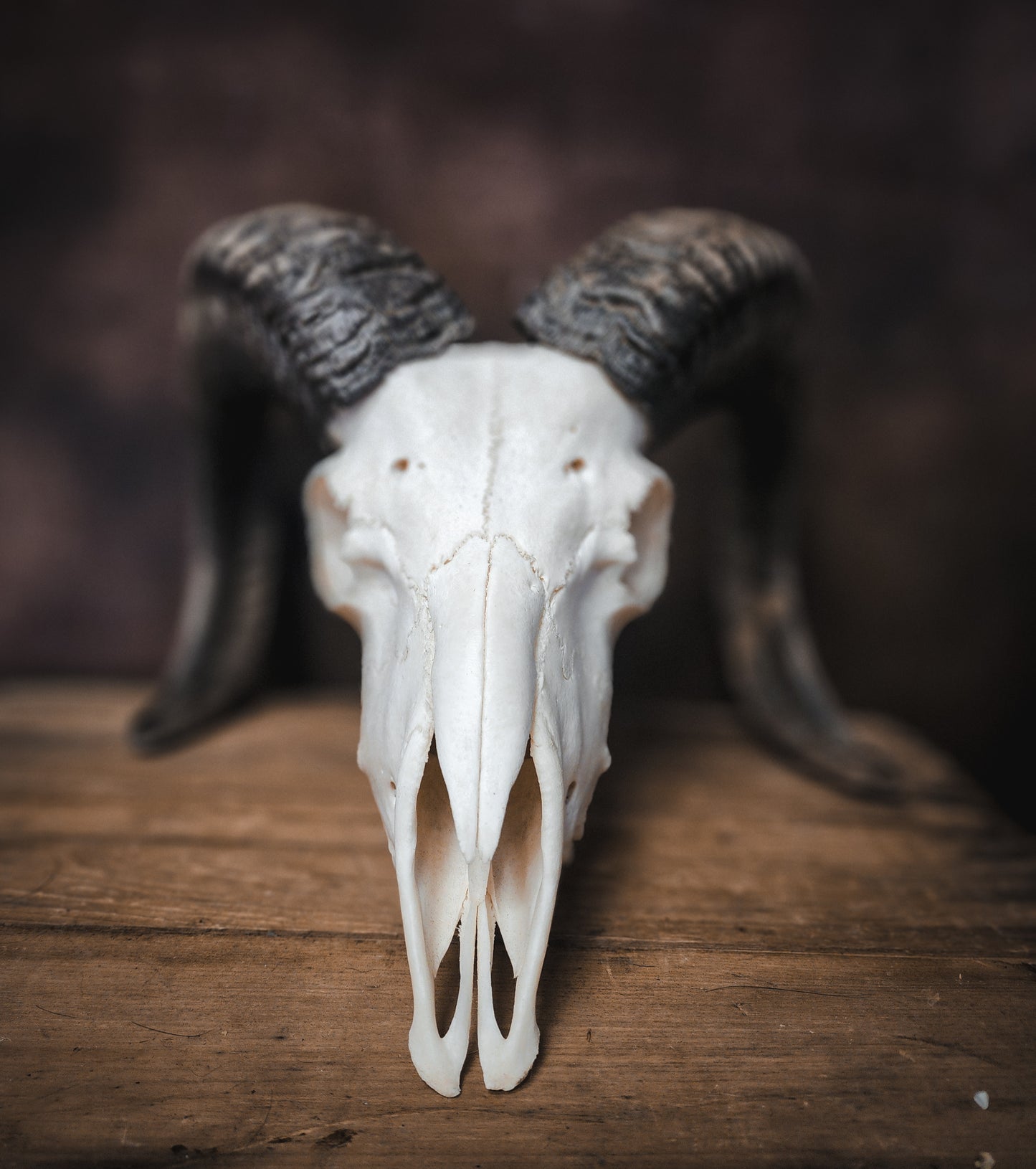 Authentic Ram Skull