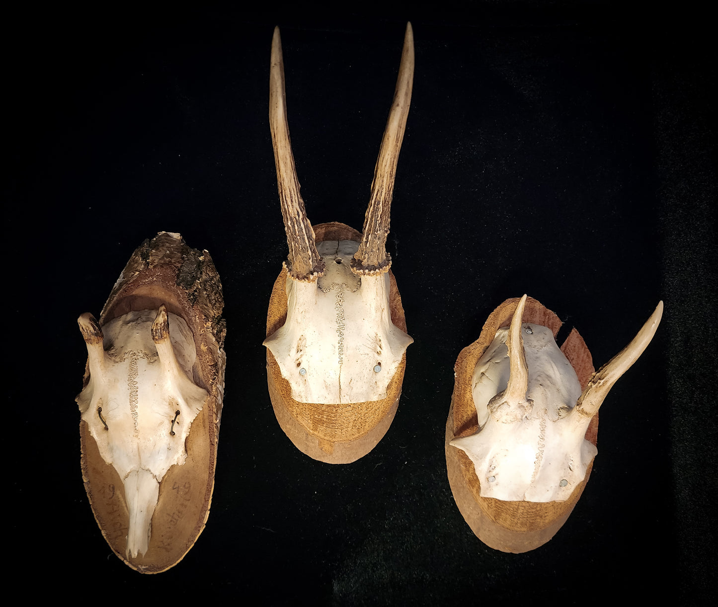 Three Vintage Roe Deer Antler Plaques
