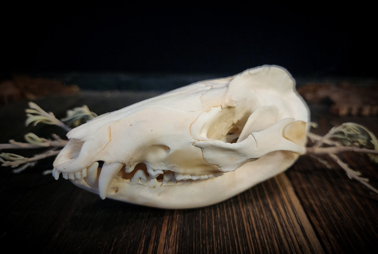 Opposum Skull, Real Bone