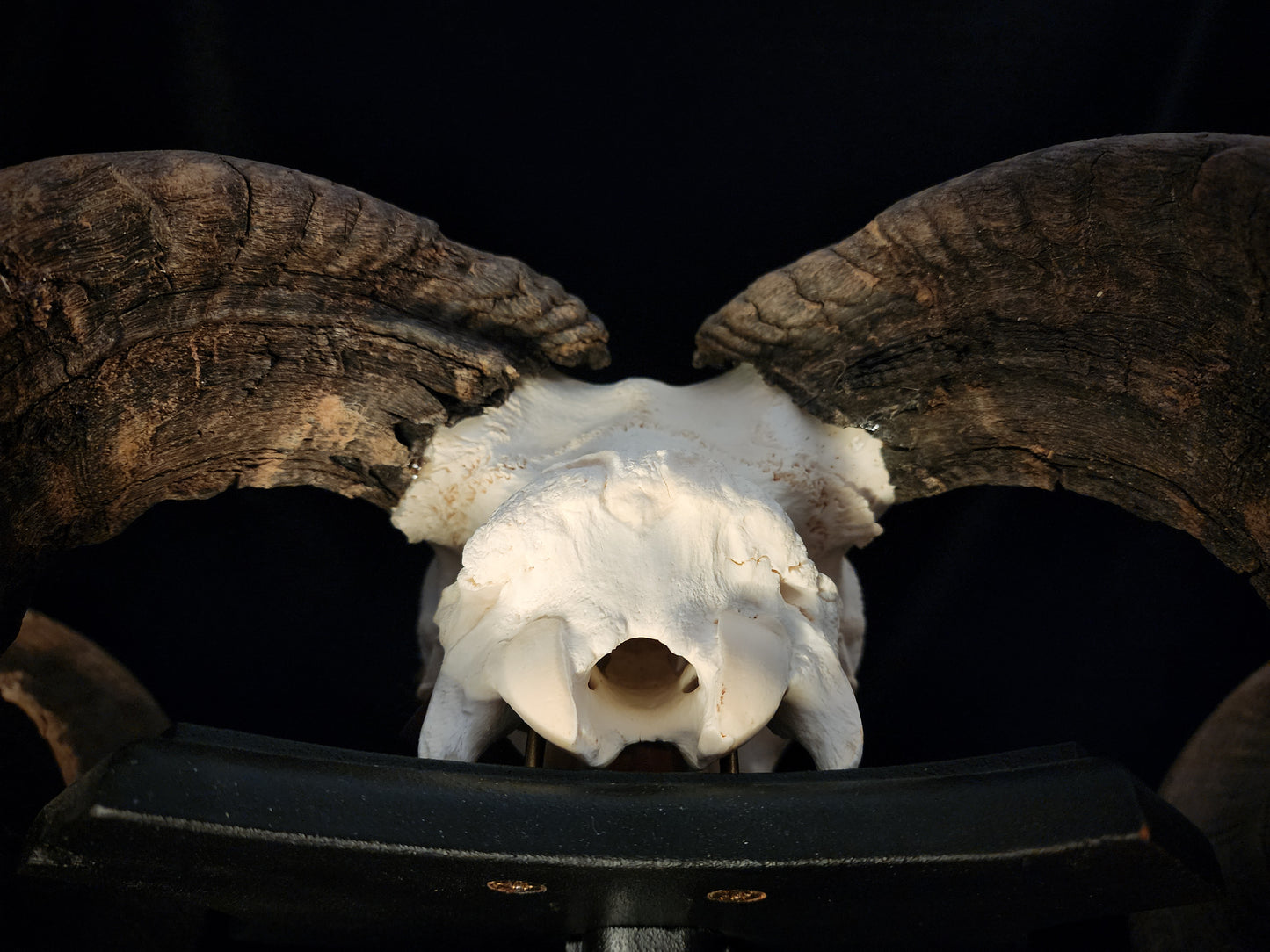 Ram Skull On Custom Black Wooden Stand