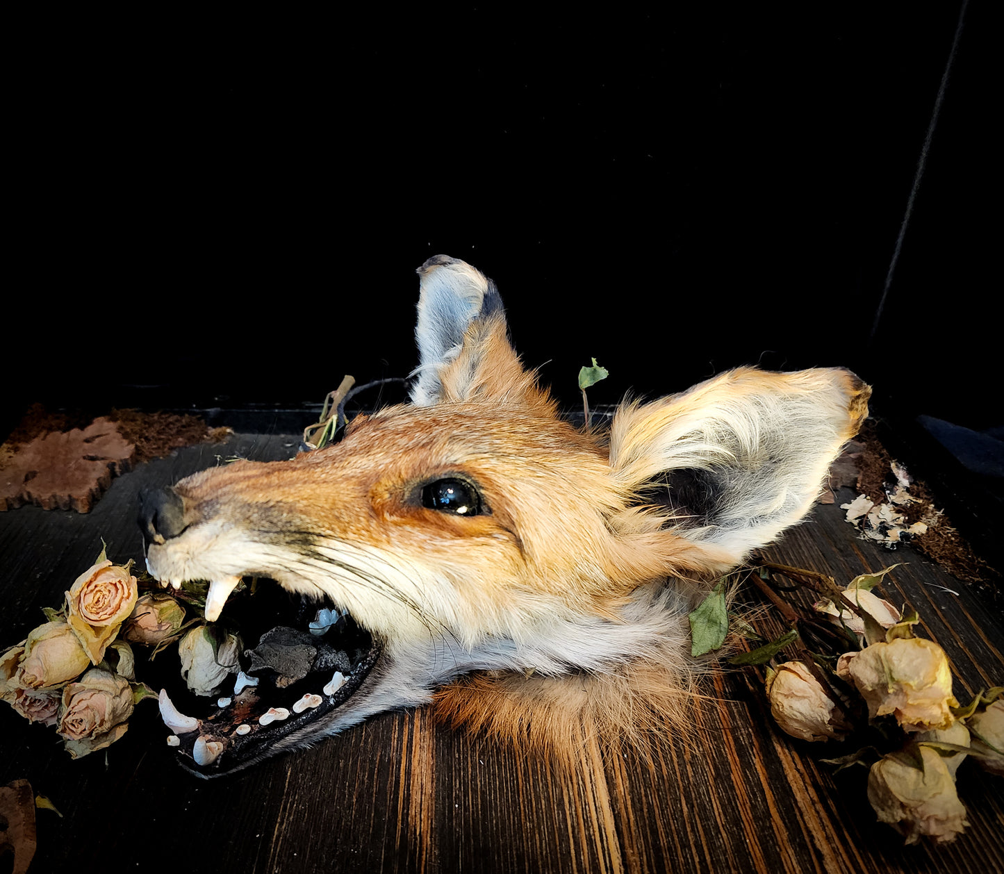 Mummified Fox Head