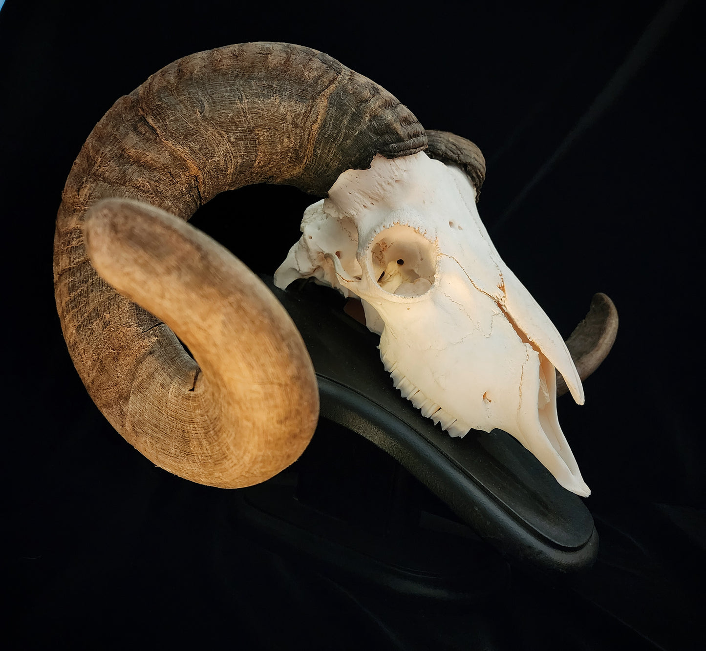 Ram Skull On Custom Black Wooden Stand