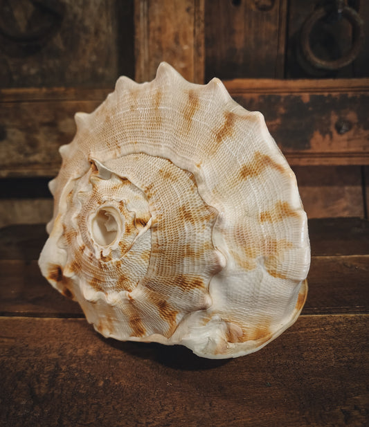 Queen Horned Helmet Seashell