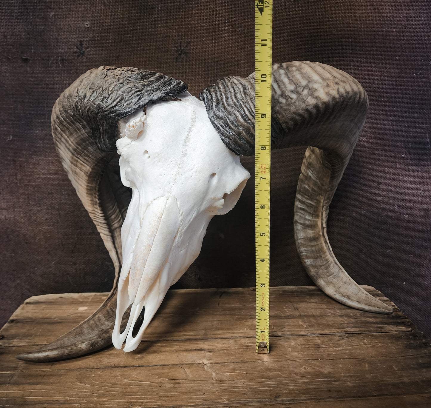 Unusual Ram Skull, Real Bone/Horns