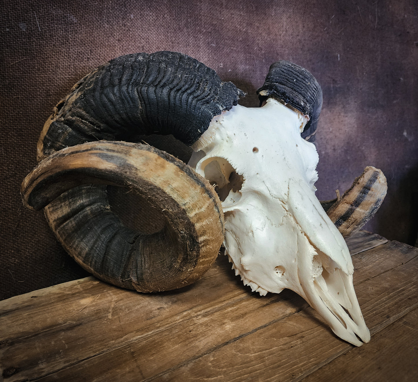 Authentic Ram Skull