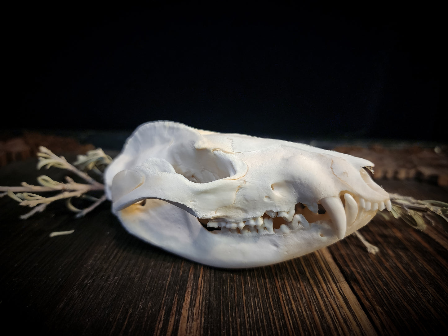 Opposum Skull, Real Bone