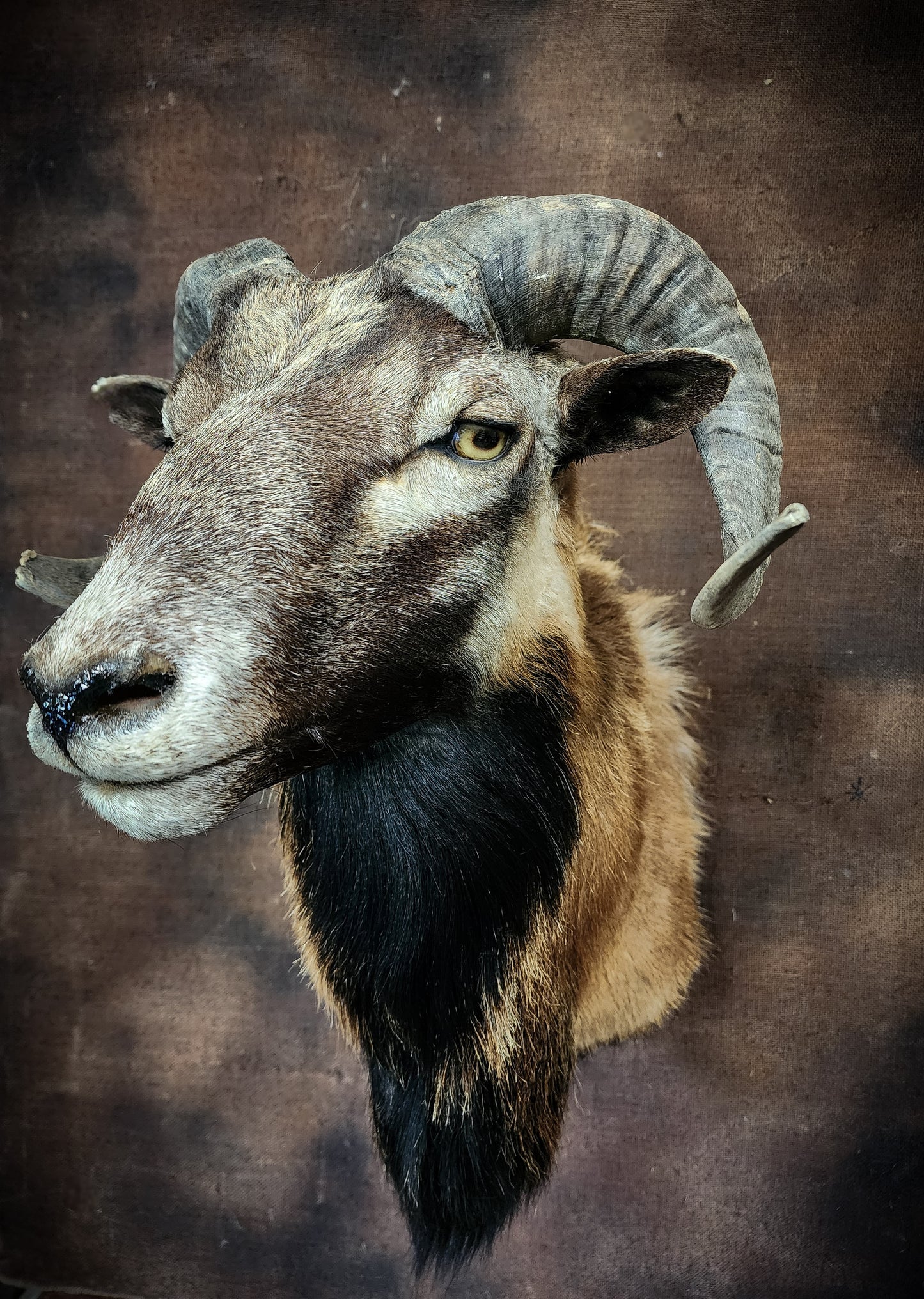Ram Taxidermy Shoulder Mount