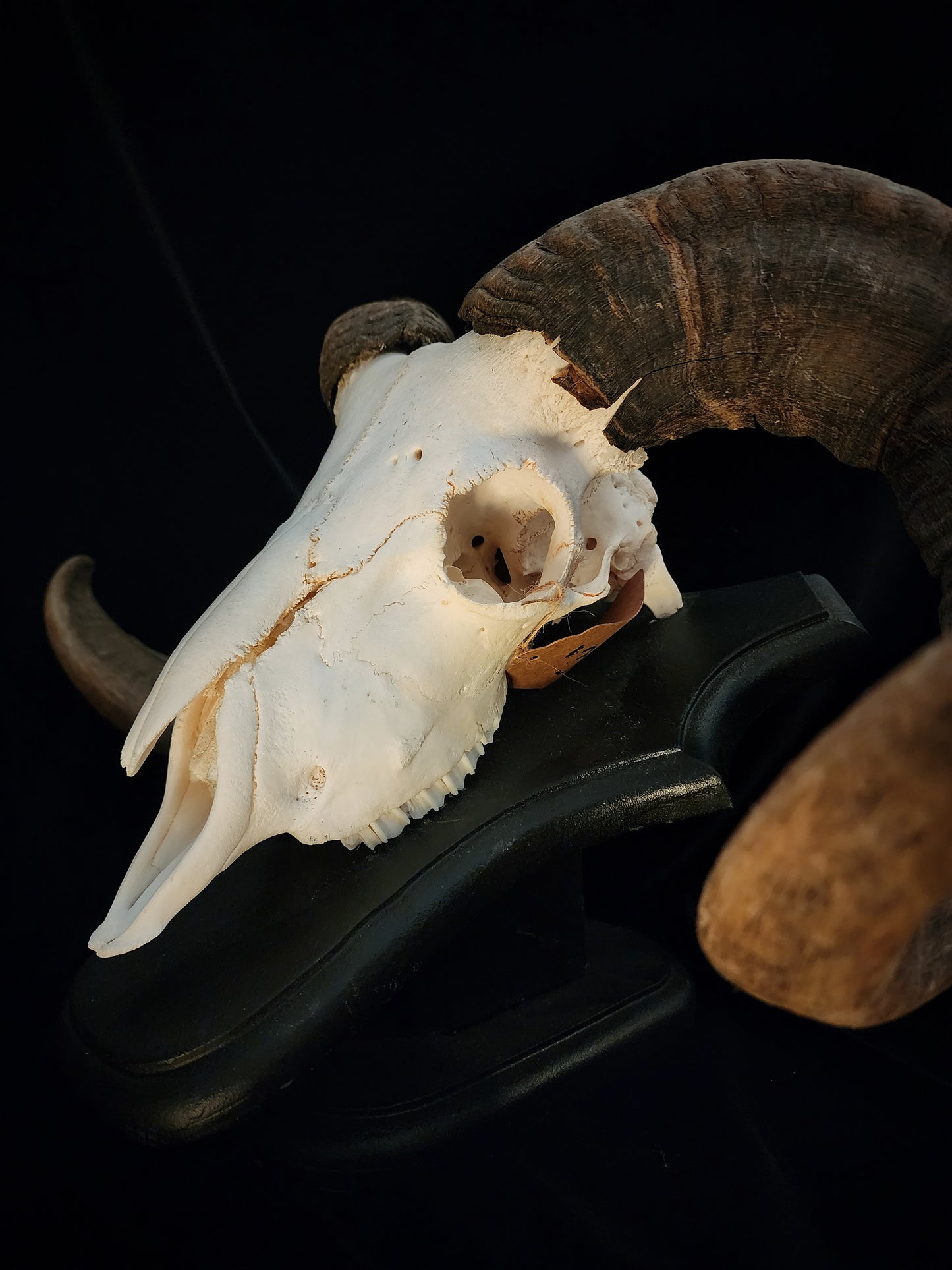 Ram Skull On Custom Black Wooden Stand