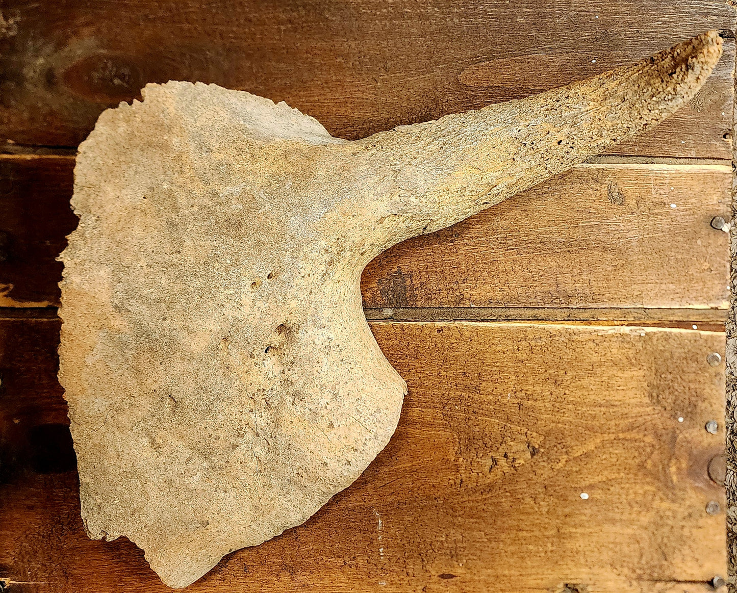 Fossilized Bison Skull Cap