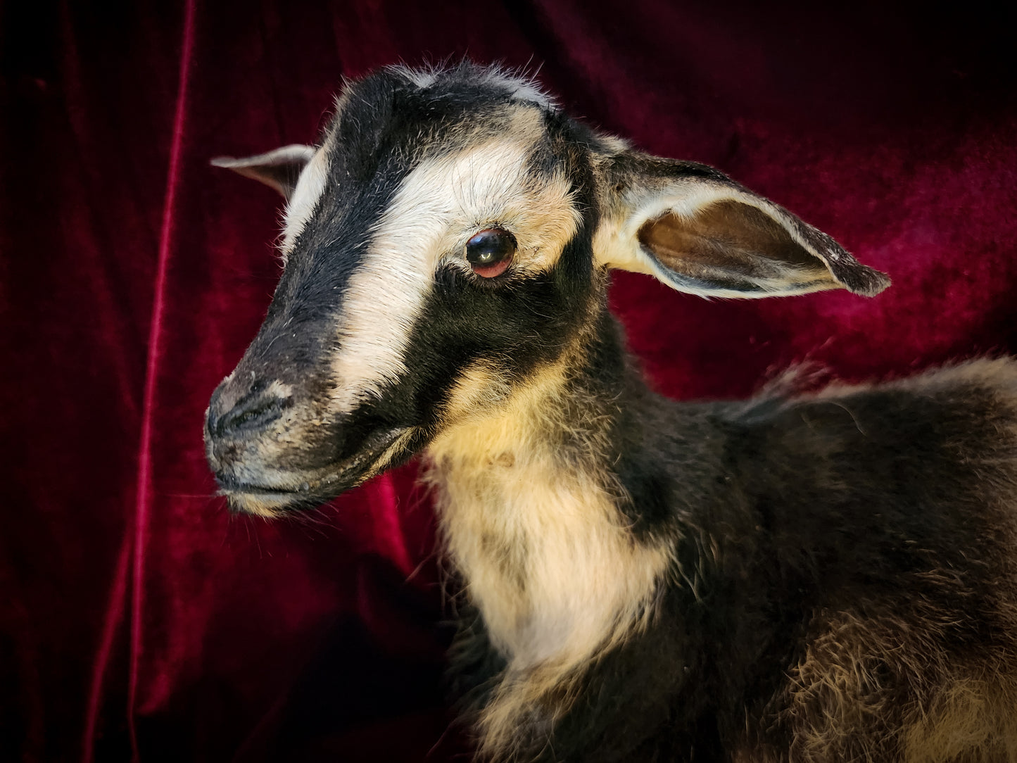 Full Body Baby Goat Taxidermy Mount