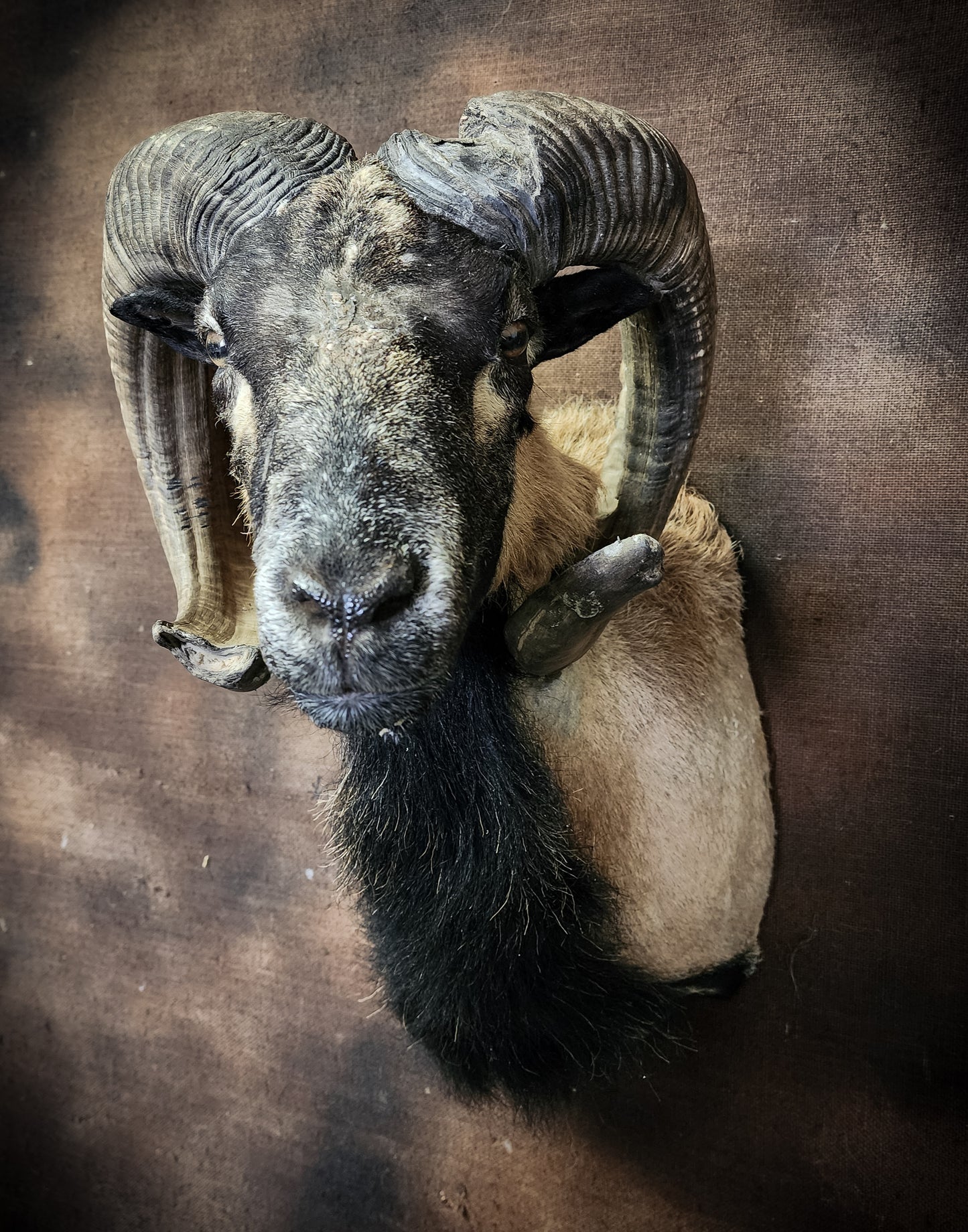 Taxidermy Ram Shoulder Mount