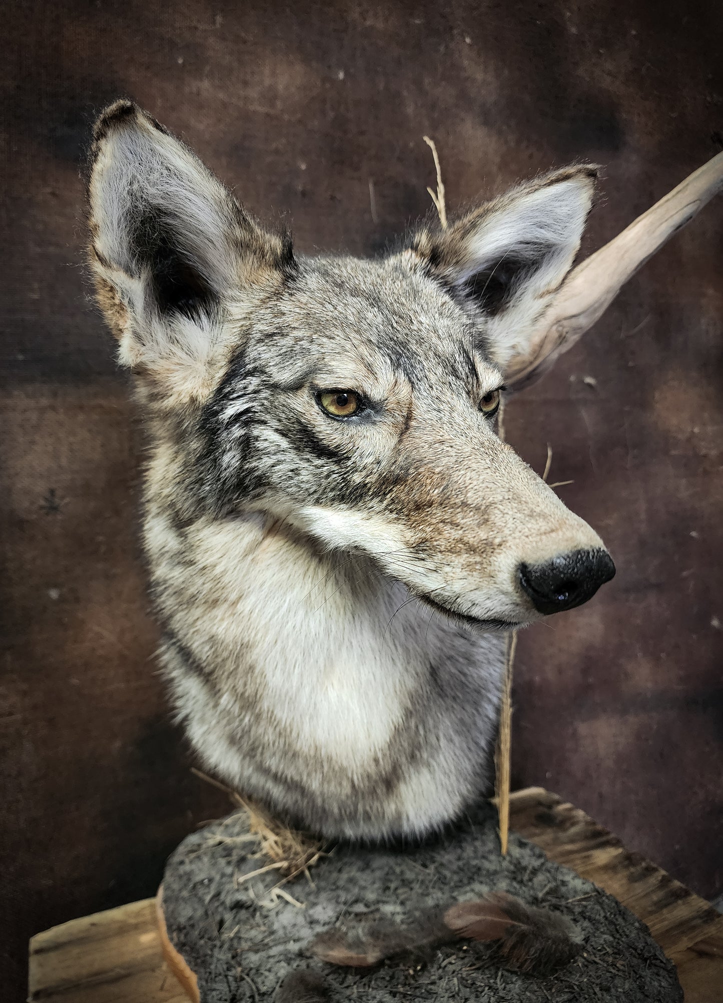 Coyote Shoulder Mount