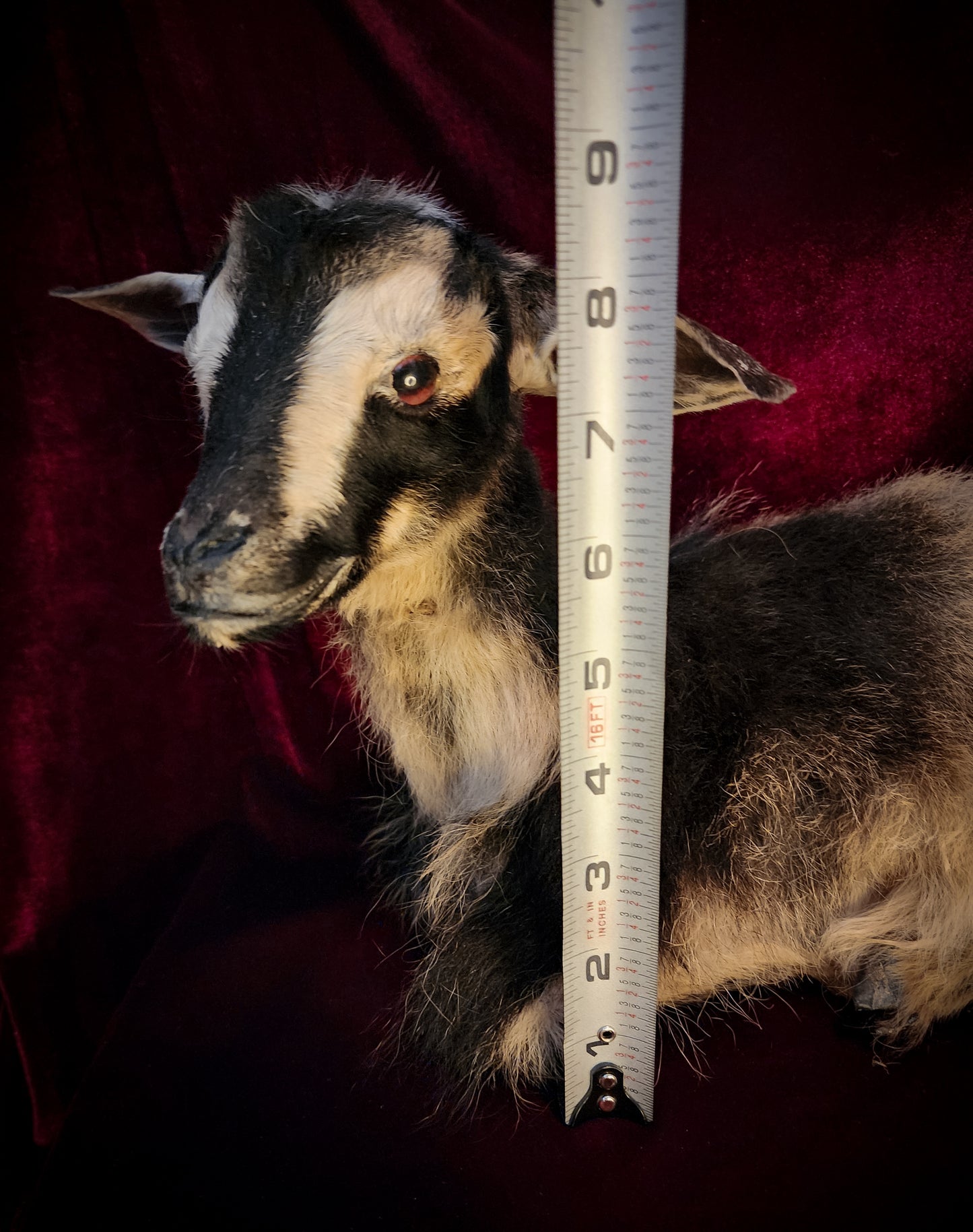 Full Body Baby Goat Taxidermy Mount
